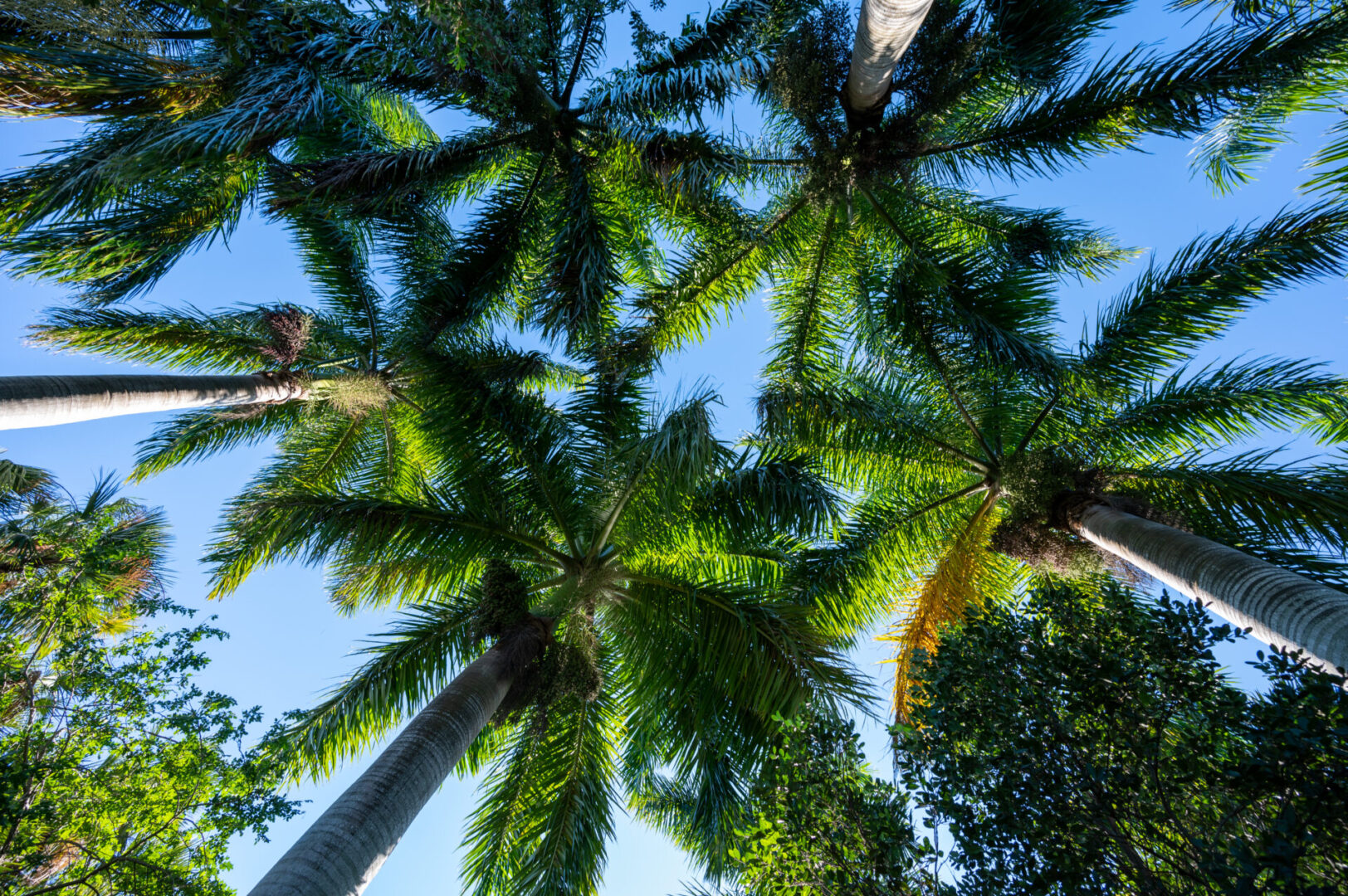 A view of some palm trees from below.